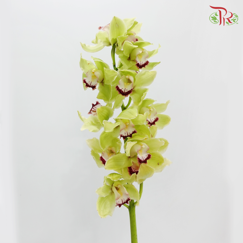 Cymbidium AAA - Apple Jack (8-11 Bloom) (Per Stem)