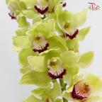 Cymbidium AAA - Apple Jack (8-11 Bloom) (Per Stem)