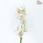 Cymbidium AAA - Silver White (8-11 Bloom) - Per Stem