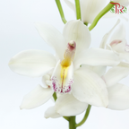Cymbidium AAA - Silver White (8-11 Bloom) - Per Stem