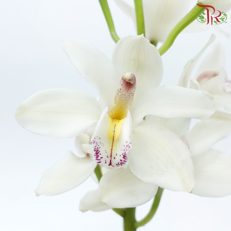 Cymbidium AAA - Silver White (8-11 Bloom) - Per Stem