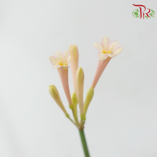 Cyrtanthus - Winthrop Peach (Per Bunch)