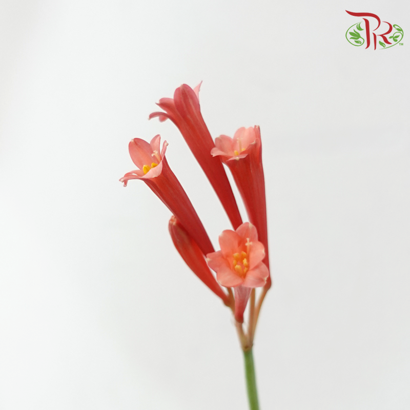 Cyrtanthus - Red (Per Bunch)