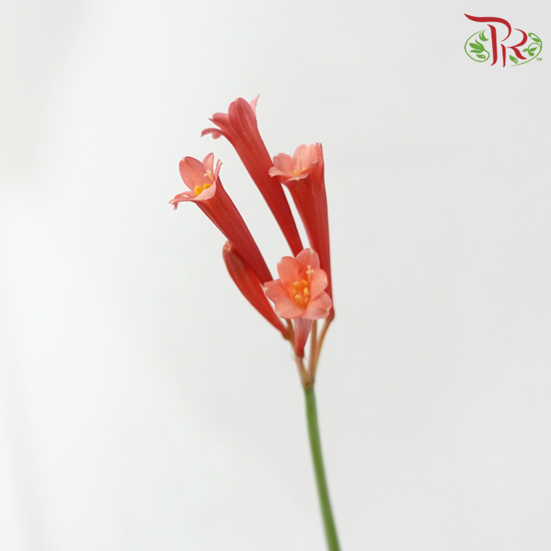 Cyrtanthus - Red (Per Bunch)