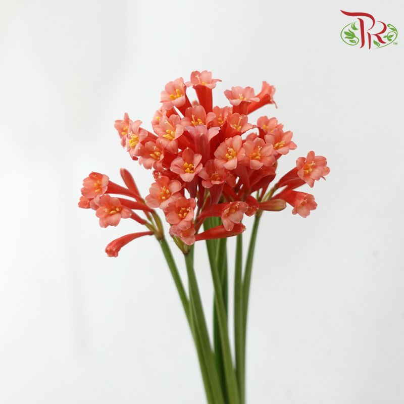 Cyrtanthus - Red (Per Bunch)