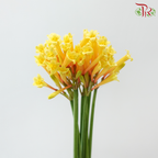 Cyrtanthus - Yellow (Per Bunch)