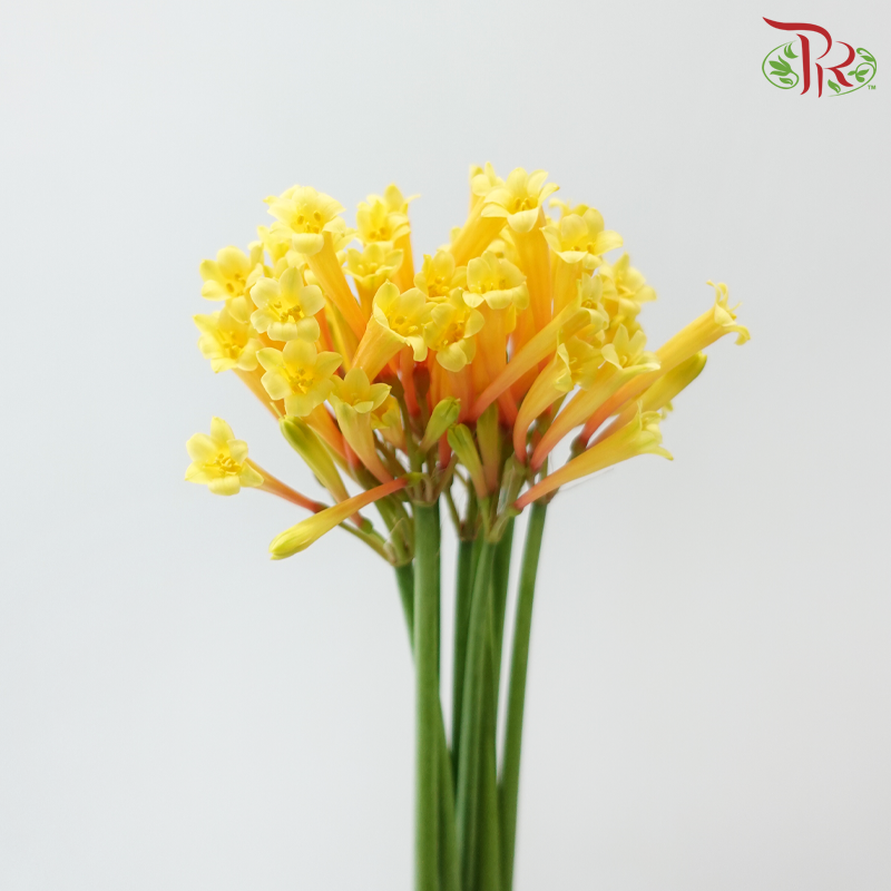 Cyrtanthus - Yellow (Per Bunch)