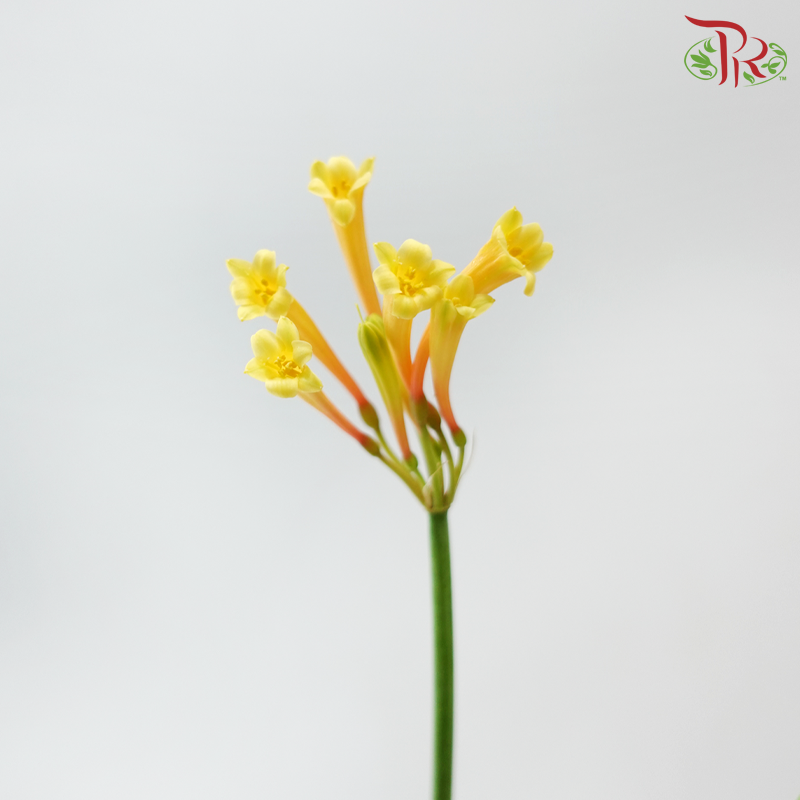 Cyrtanthus - Yellow (Per Bunch)