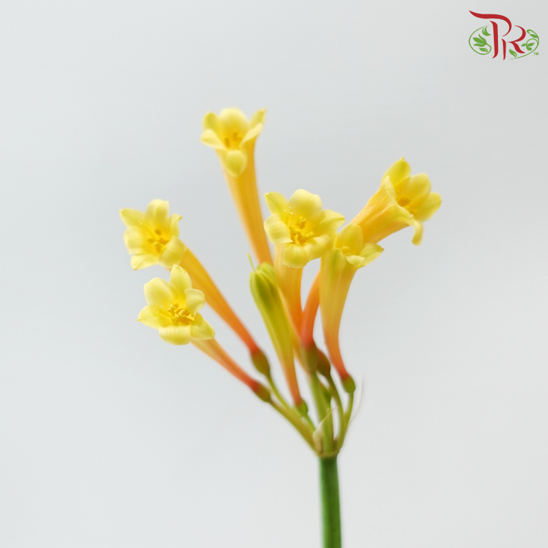 Cyrtanthus - Yellow (Per Bunch)