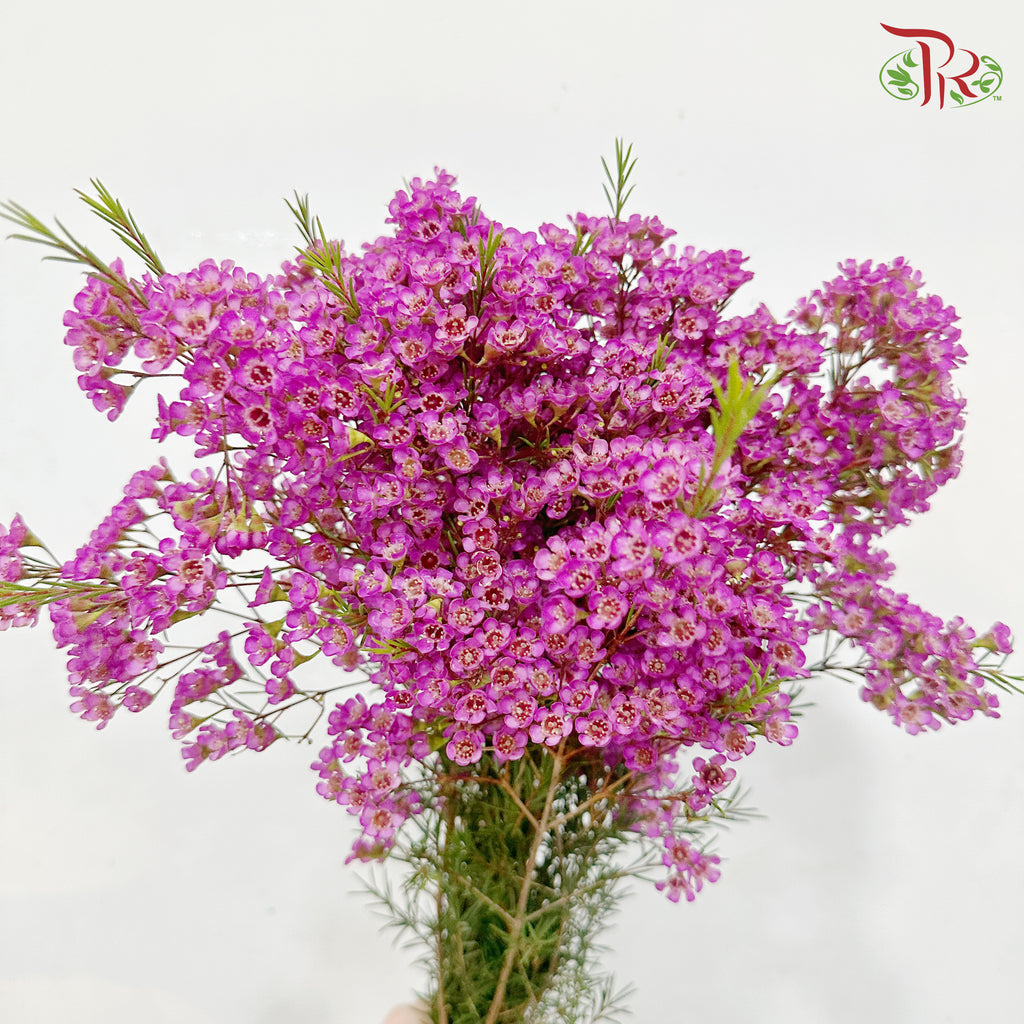 Wax Flower - Cherry Pink (5 Stems)