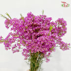 Wax Flower - Cherry Pink (5 Stems)