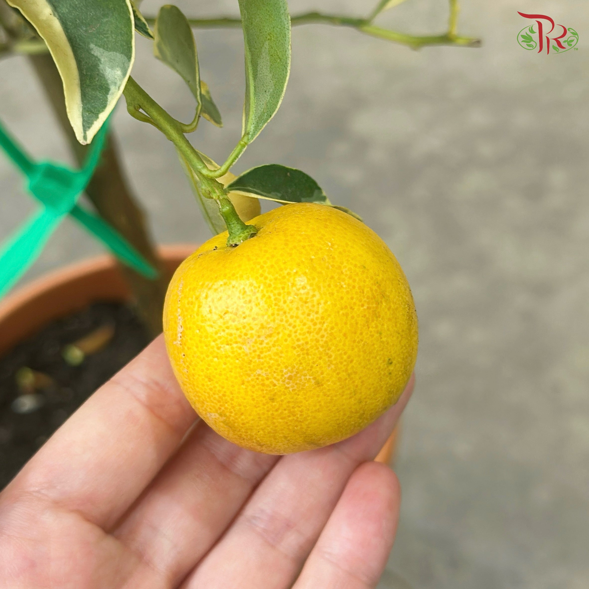 Citrus Pursha《甜来檬》