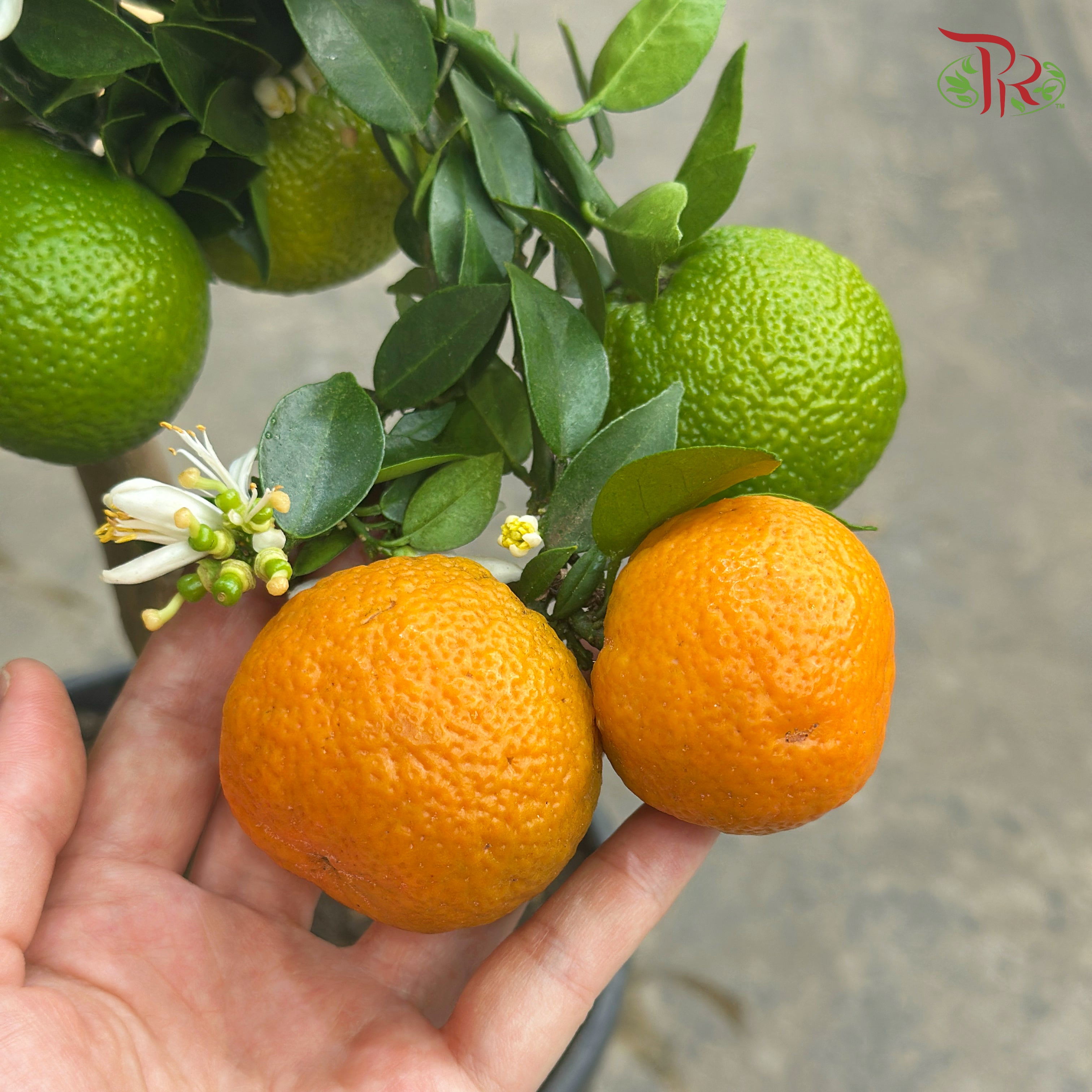Citrus Chinotto 210 - 75cm《朱栾》