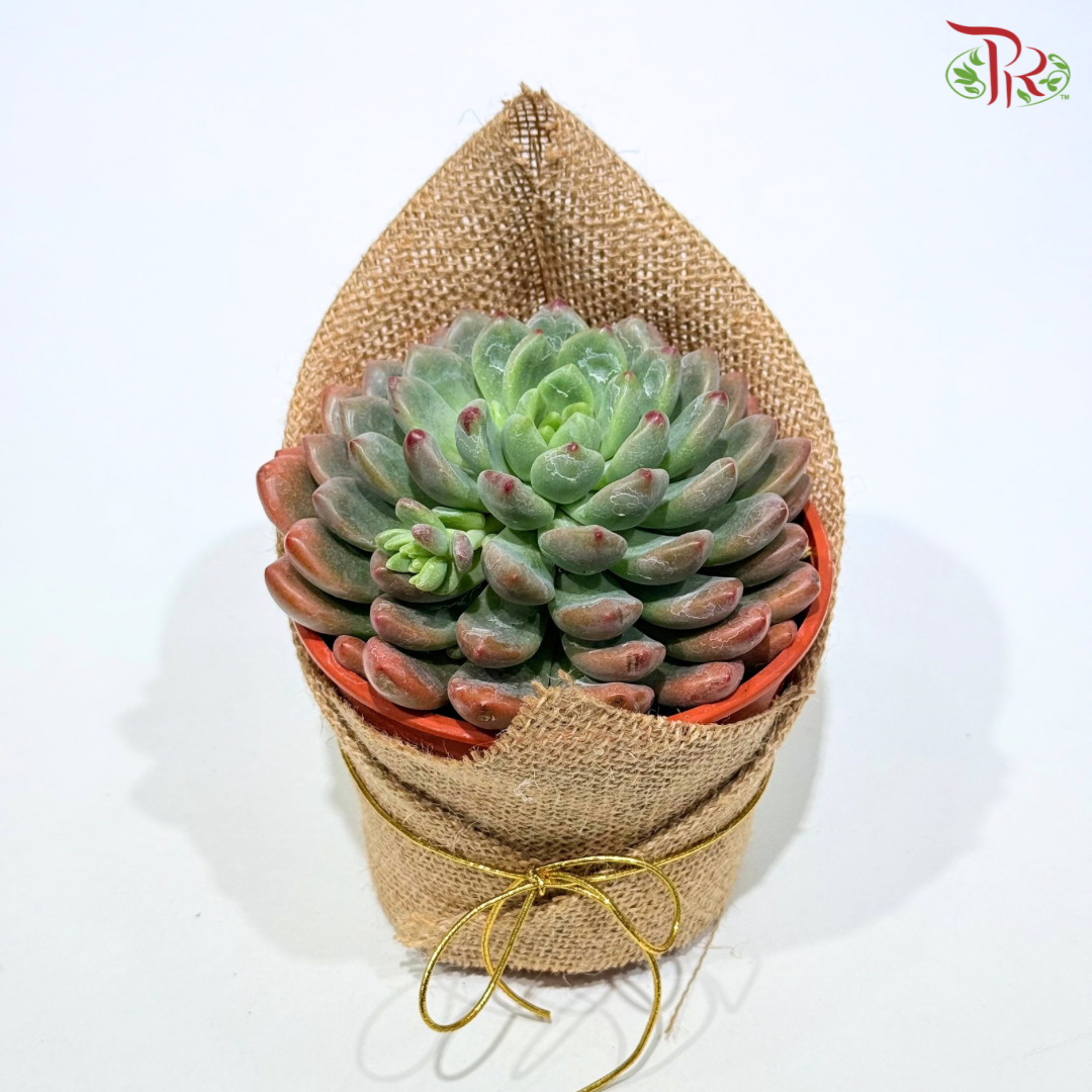 Succulent Plant Arrangement (Random Choose Succulent)