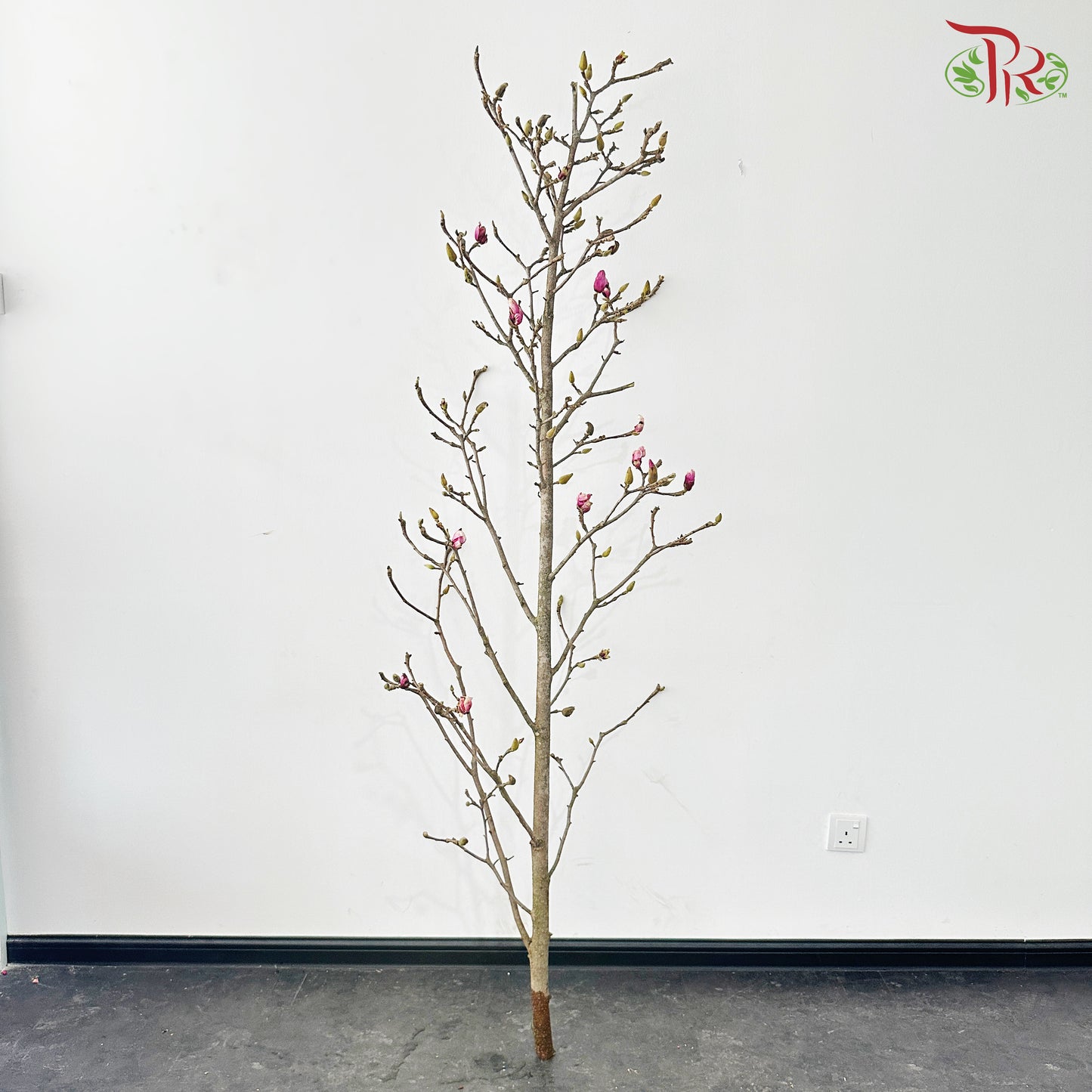 Magnolia Branch《玉兰花》(Per Stem)