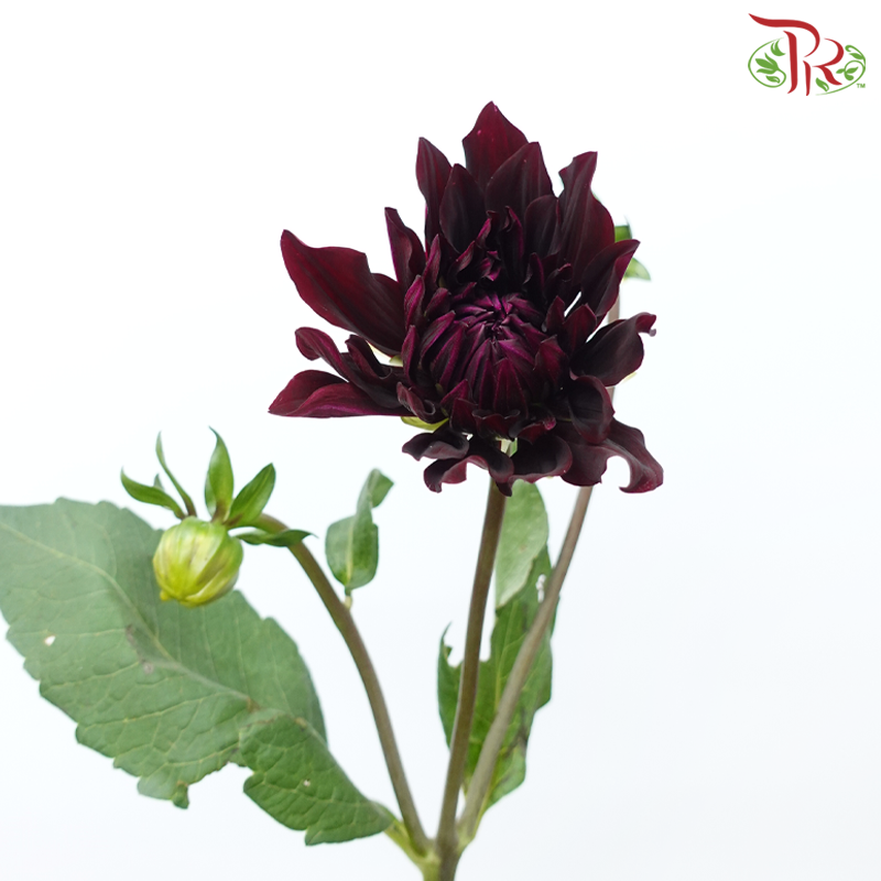Dahlia Hybrida - Aesthetic Maroon (Per Bunch)