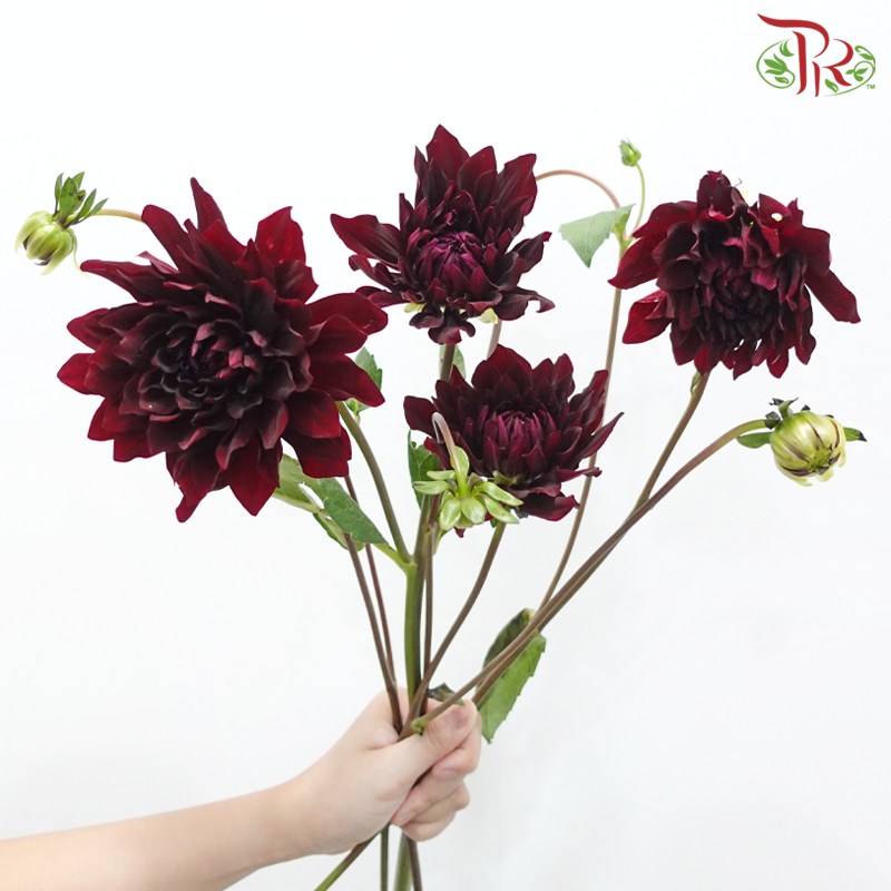 Dahlia Hybrida - Aesthetic Maroon (Per Bunch)