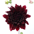 Dahlia Hybrida - Aesthetic Maroon (Per Bunch)
