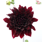 Dahlia Hybrida - Aesthetic Maroon (Per Bunch)