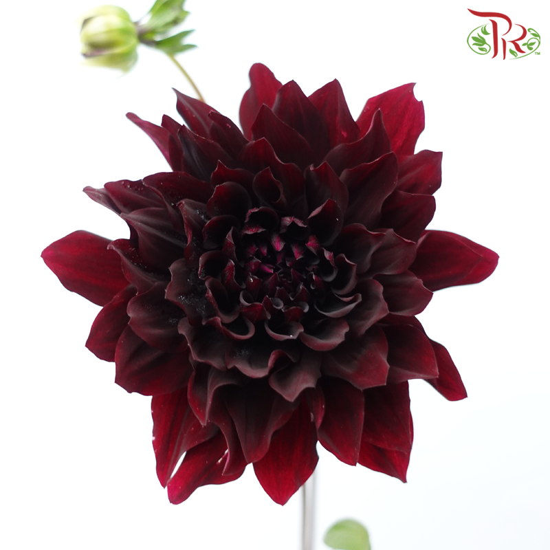 Dahlia Hybrida - Aesthetic Maroon (Per Bunch)