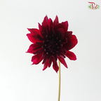 Dahlia - Cocoa Beans (Per Bunch)