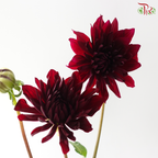 Dahlia - Cocoa Beans (Per Bunch)