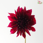 Dahlia - Cocoa Beans (Per Bunch)
