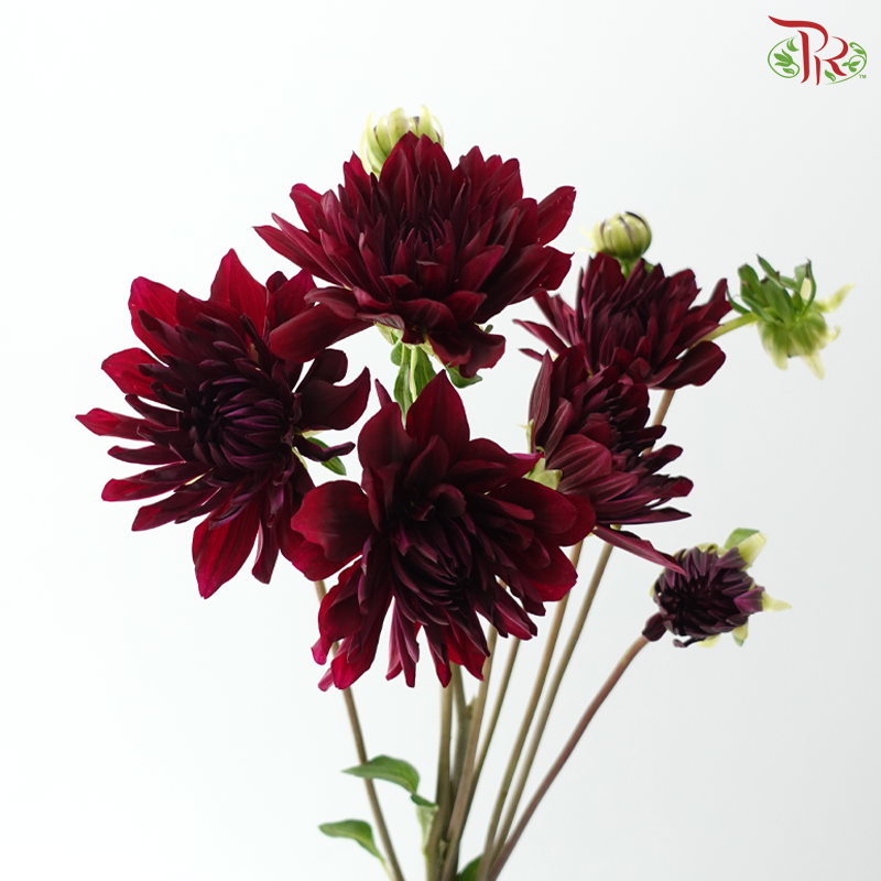 Dahlia - Cocoa Beans (Per Bunch)