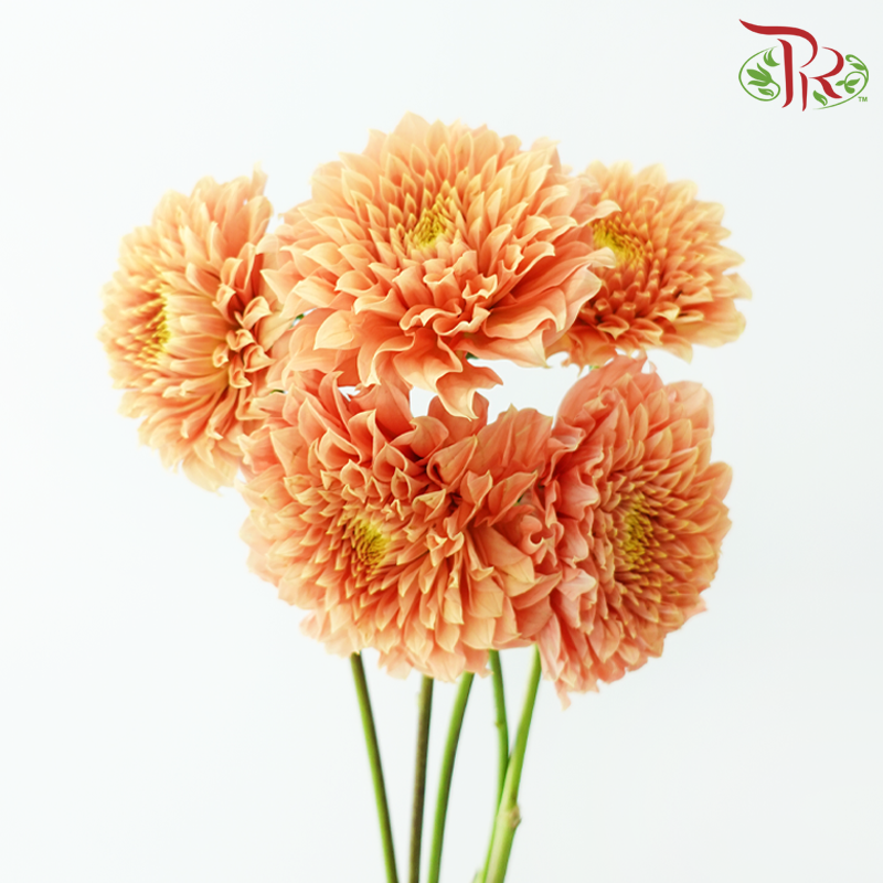Dahlia - Sunset Orange (Per Bunch)