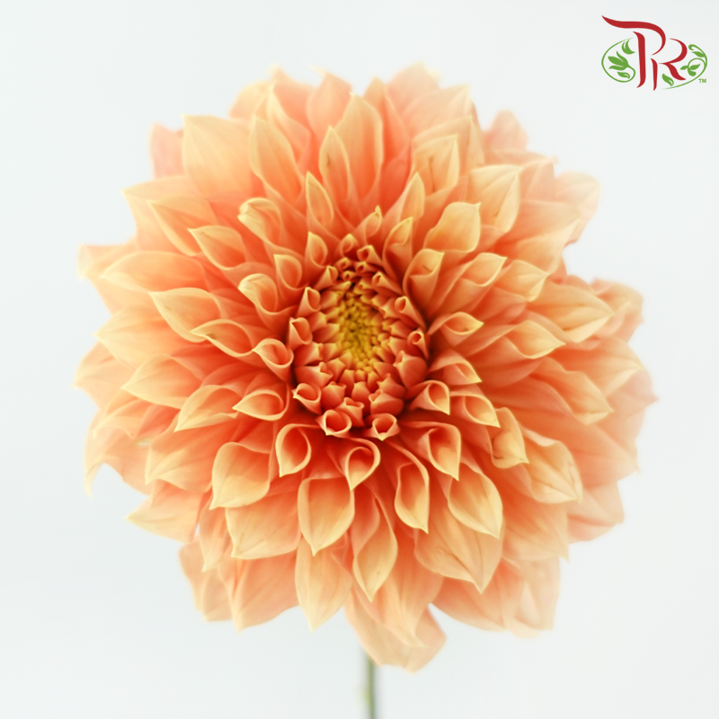 Dahlia - Sunset Orange (Per Bunch)