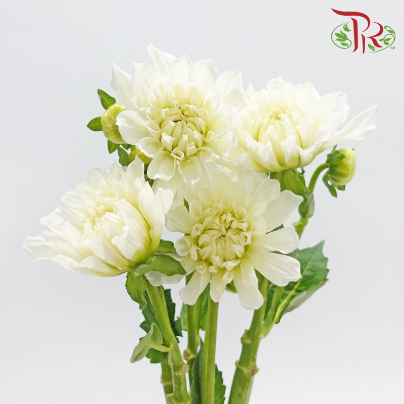 Dahlia Hybrida - White (Per Bunch)