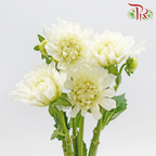 Dahlia Hybrida - White (Per Bunch)