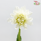 Dahlia Hybrida - White (Per Bunch)