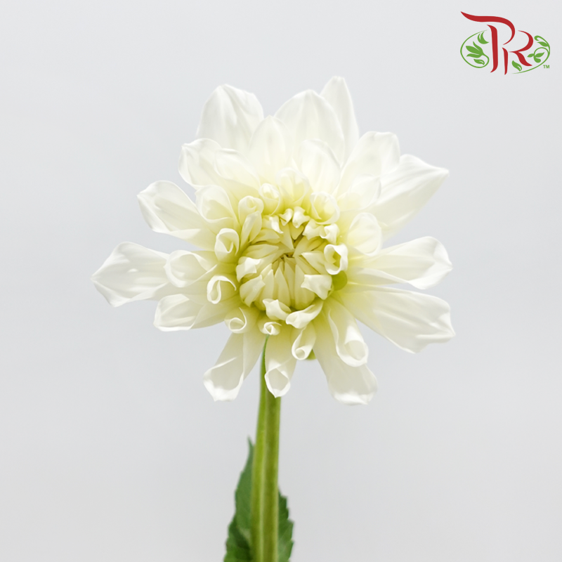 Dahlia Hybrida - White (Per Bunch)