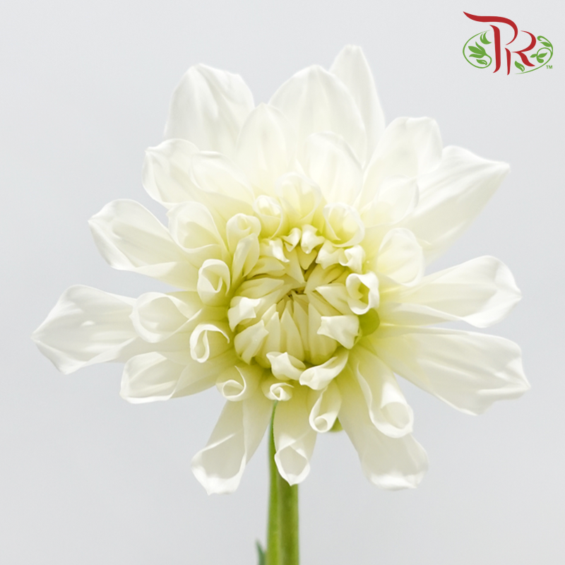 Dahlia Hybrida - White (Per Bunch)