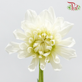 Dahlia Hybrida - White (Per Bunch)