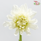 Dahlia Hybrida - White (Per Bunch)