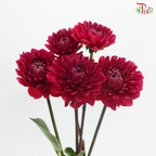 Dahlia - Pomegranate Red 石榴红 (Per Bunch)