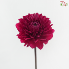 Dahlia - Pomegranate Red 石榴红 (Per Bunch)