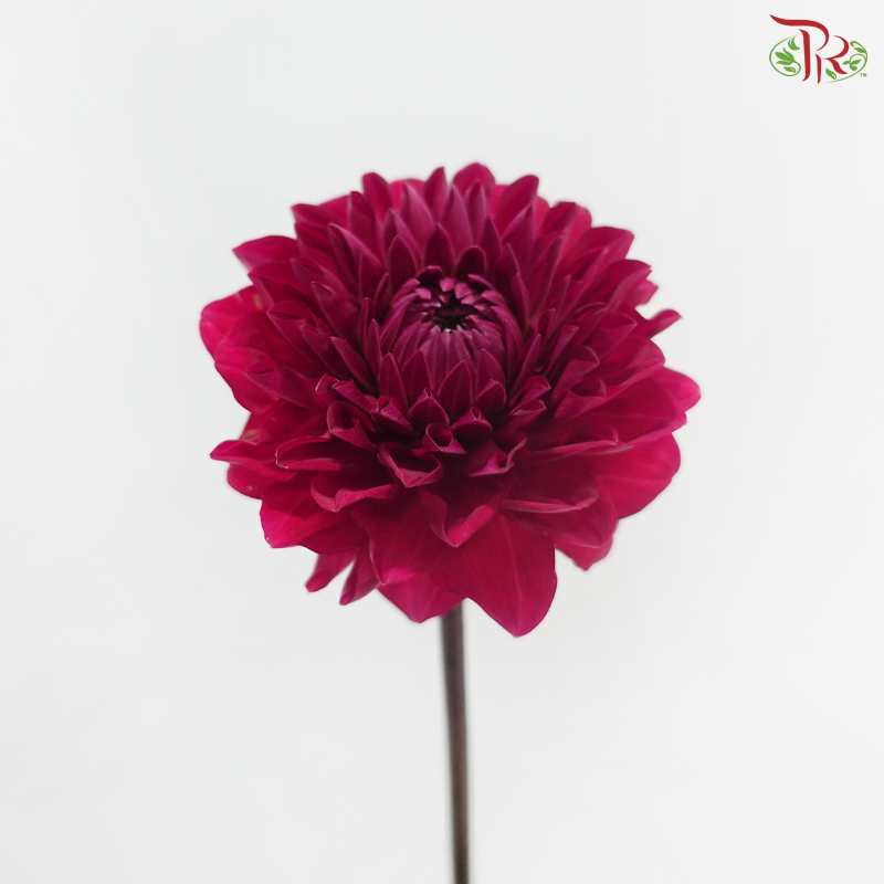 Dahlia - Pomegranate Red 石榴红 (Per Bunch)