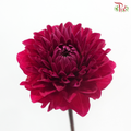 Dahlia - Pomegranate Red 石榴红 (Per Bunch)