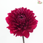 Dahlia - Pomegranate Red 石榴红 (Per Bunch)