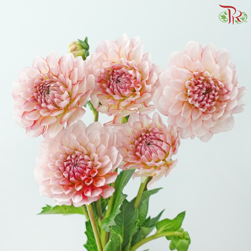 Dahlia - Cream Peach 奶油桃子 (Per Bunch)