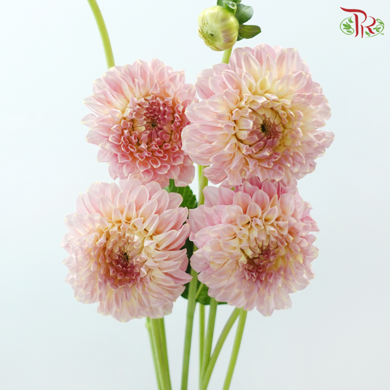 Dahlia - Cream Peach 奶油桃子 (Per Bunch)