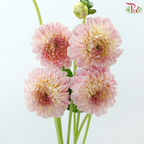 Dahlia - Cream Peach 奶油桃子 (Per Bunch)