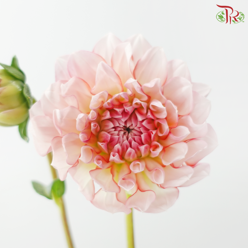 Dahlia - Cream Peach 奶油桃子 (Per Bunch)