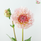 Dahlia - Cream Peach 奶油桃子 (Per Bunch)