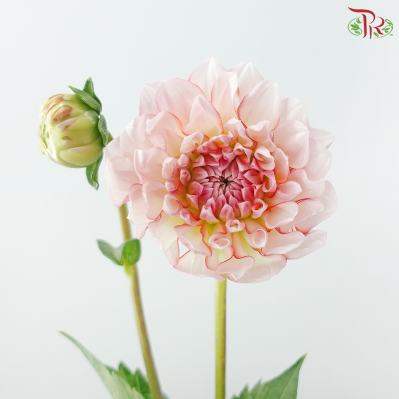 Dahlia - Cream Peach 奶油桃子 (Per Bunch)
