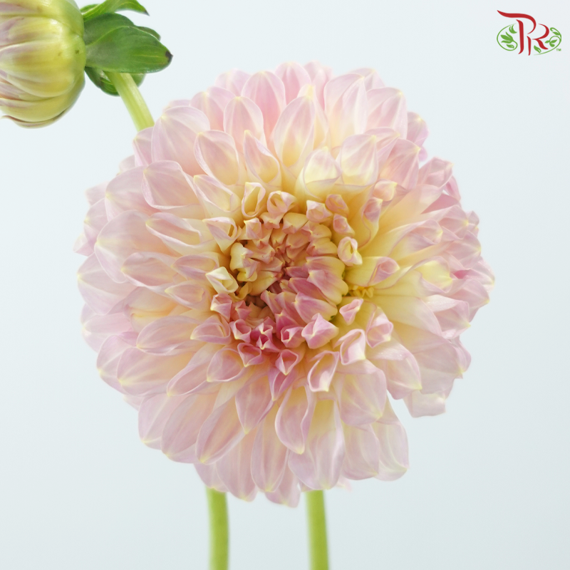 Dahlia - Cream Peach 奶油桃子 (Per Bunch)
