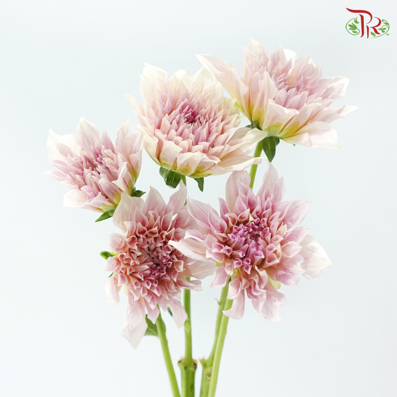 Dahlia Hybrida - Coffee Milk《牛奶咖啡大理花》 (Per Bunch)